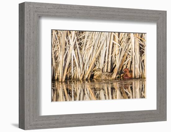 Wyoming, Sublette County, a Pair of Cinnamon Teal Hide in a Cattail Pond-Elizabeth Boehm-Framed Photographic Print