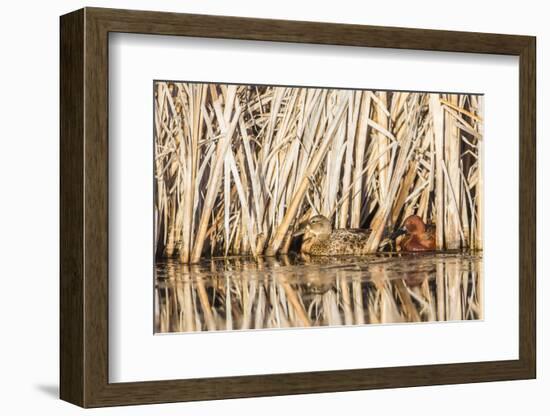 Wyoming, Sublette County, a Pair of Cinnamon Teal Hide in a Cattail Pond-Elizabeth Boehm-Framed Photographic Print