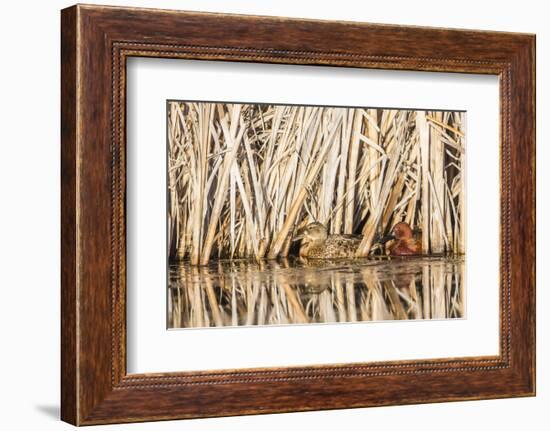 Wyoming, Sublette County, a Pair of Cinnamon Teal Hide in a Cattail Pond-Elizabeth Boehm-Framed Photographic Print