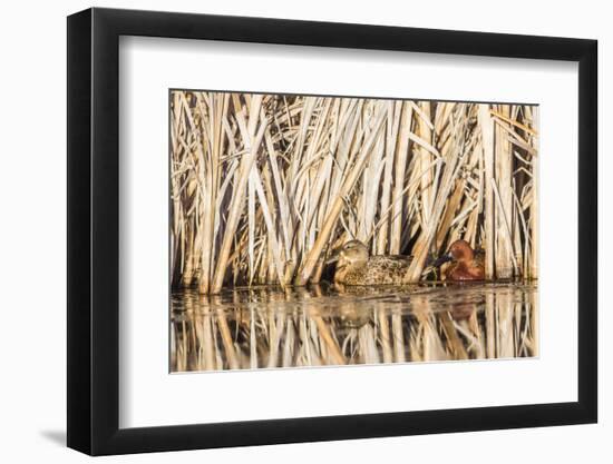 Wyoming, Sublette County, a Pair of Cinnamon Teal Hide in a Cattail Pond-Elizabeth Boehm-Framed Photographic Print