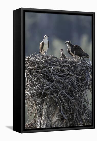 Wyoming, Sublette County, a Pair of Osprey with their Chick Stand on a Stick Nest-Elizabeth Boehm-Framed Premier Image Canvas