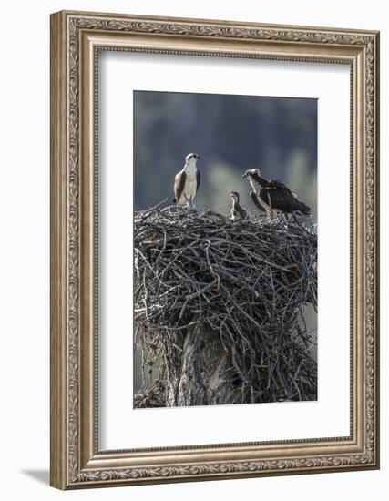 Wyoming, Sublette County, a Pair of Osprey with their Chick Stand on a Stick Nest-Elizabeth Boehm-Framed Photographic Print