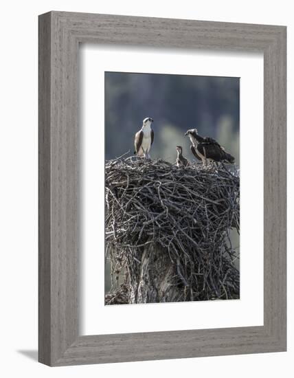 Wyoming, Sublette County, a Pair of Osprey with their Chick Stand on a Stick Nest-Elizabeth Boehm-Framed Photographic Print