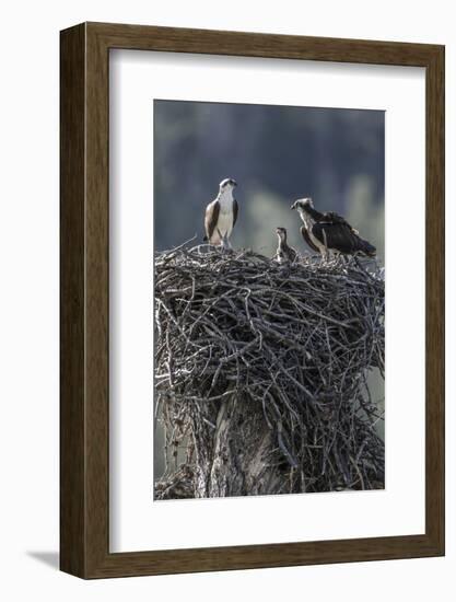 Wyoming, Sublette County, a Pair of Osprey with their Chick Stand on a Stick Nest-Elizabeth Boehm-Framed Photographic Print