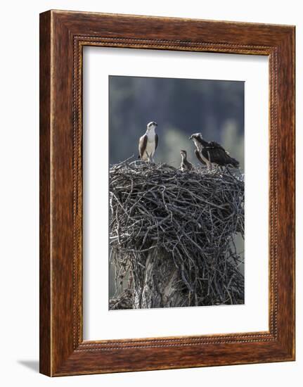 Wyoming, Sublette County, a Pair of Osprey with their Chick Stand on a Stick Nest-Elizabeth Boehm-Framed Photographic Print