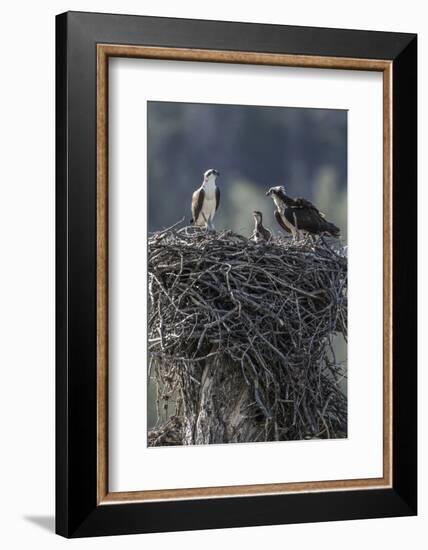 Wyoming, Sublette County, a Pair of Osprey with their Chick Stand on a Stick Nest-Elizabeth Boehm-Framed Photographic Print