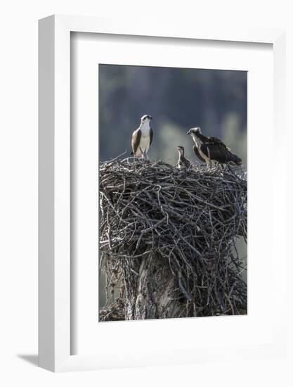Wyoming, Sublette County, a Pair of Osprey with their Chick Stand on a Stick Nest-Elizabeth Boehm-Framed Photographic Print