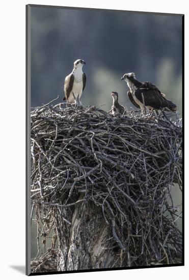 Wyoming, Sublette County, a Pair of Osprey with their Chick Stand on a Stick Nest-Elizabeth Boehm-Mounted Photographic Print