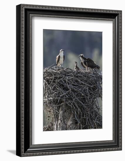 Wyoming, Sublette County, a Pair of Osprey with their Chick Stand on a Stick Nest-Elizabeth Boehm-Framed Photographic Print