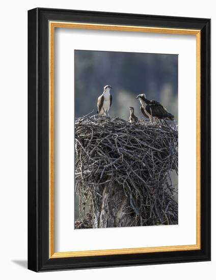 Wyoming, Sublette County, a Pair of Osprey with their Chick Stand on a Stick Nest-Elizabeth Boehm-Framed Photographic Print