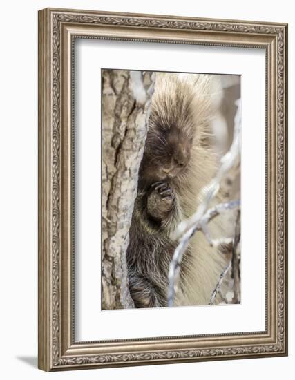 Wyoming, Sublette County, a Porcupine Peers from the Trunk of a Cottonwood Tree-Elizabeth Boehm-Framed Photographic Print