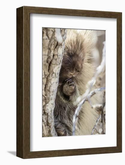 Wyoming, Sublette County, a Porcupine Peers from the Trunk of a Cottonwood Tree-Elizabeth Boehm-Framed Photographic Print