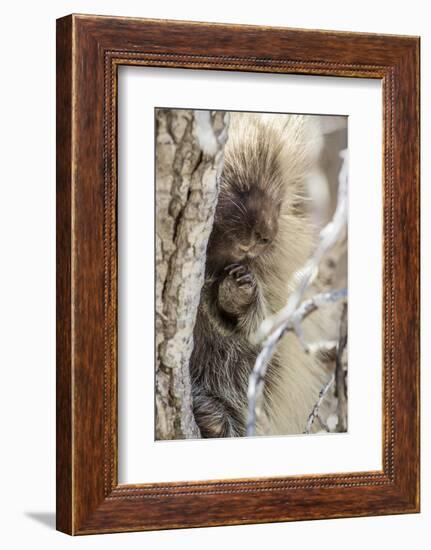 Wyoming, Sublette County, a Porcupine Peers from the Trunk of a Cottonwood Tree-Elizabeth Boehm-Framed Photographic Print