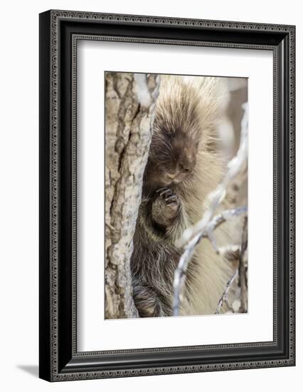 Wyoming, Sublette County, a Porcupine Peers from the Trunk of a Cottonwood Tree-Elizabeth Boehm-Framed Photographic Print