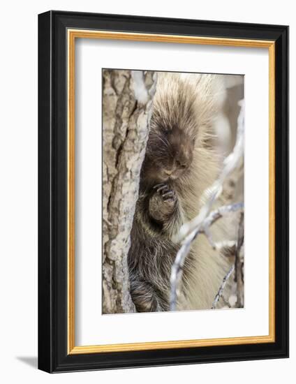 Wyoming, Sublette County, a Porcupine Peers from the Trunk of a Cottonwood Tree-Elizabeth Boehm-Framed Photographic Print