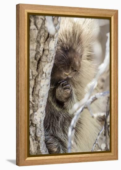 Wyoming, Sublette County, a Porcupine Peers from the Trunk of a Cottonwood Tree-Elizabeth Boehm-Framed Premier Image Canvas