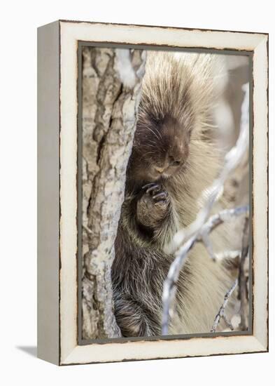 Wyoming, Sublette County, a Porcupine Peers from the Trunk of a Cottonwood Tree-Elizabeth Boehm-Framed Premier Image Canvas