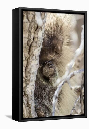 Wyoming, Sublette County, a Porcupine Peers from the Trunk of a Cottonwood Tree-Elizabeth Boehm-Framed Premier Image Canvas