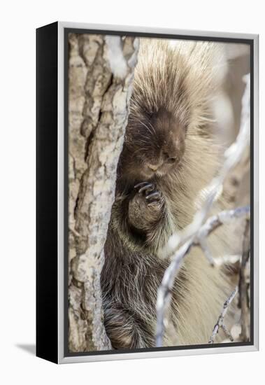 Wyoming, Sublette County, a Porcupine Peers from the Trunk of a Cottonwood Tree-Elizabeth Boehm-Framed Premier Image Canvas