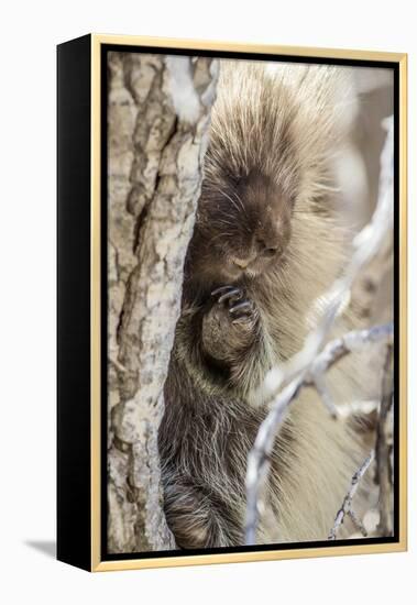 Wyoming, Sublette County, a Porcupine Peers from the Trunk of a Cottonwood Tree-Elizabeth Boehm-Framed Premier Image Canvas