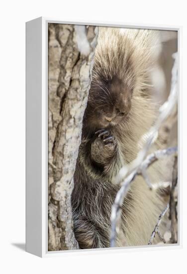 Wyoming, Sublette County, a Porcupine Peers from the Trunk of a Cottonwood Tree-Elizabeth Boehm-Framed Premier Image Canvas