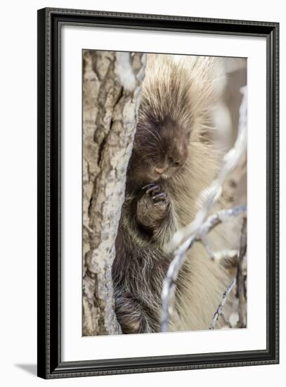 Wyoming, Sublette County, a Porcupine Peers from the Trunk of a Cottonwood Tree-Elizabeth Boehm-Framed Photographic Print