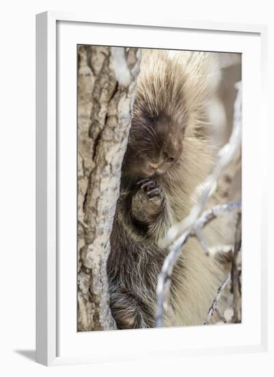 Wyoming, Sublette County, a Porcupine Peers from the Trunk of a Cottonwood Tree-Elizabeth Boehm-Framed Photographic Print