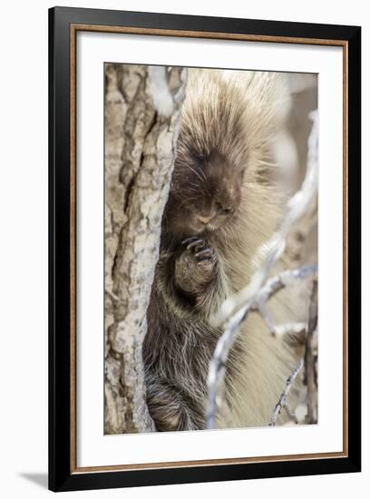 Wyoming, Sublette County, a Porcupine Peers from the Trunk of a Cottonwood Tree-Elizabeth Boehm-Framed Photographic Print