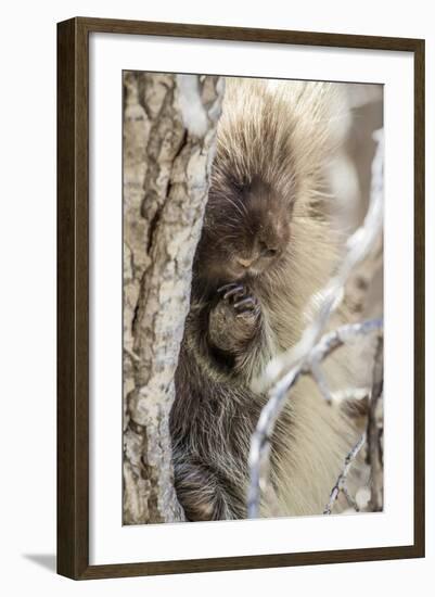 Wyoming, Sublette County, a Porcupine Peers from the Trunk of a Cottonwood Tree-Elizabeth Boehm-Framed Photographic Print