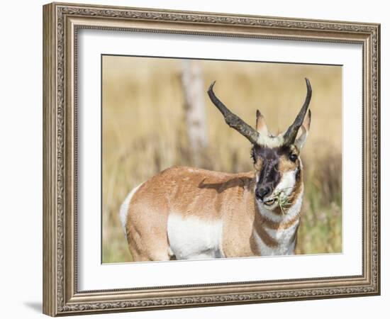 Wyoming, Sublette County, a Pronghorn Male Eating Forbes-Elizabeth Boehm-Framed Photographic Print