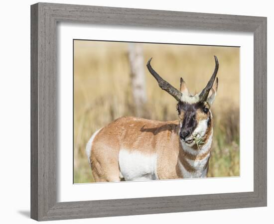 Wyoming, Sublette County, a Pronghorn Male Eating Forbes-Elizabeth Boehm-Framed Photographic Print