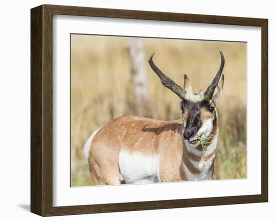 Wyoming, Sublette County, a Pronghorn Male Eating Forbes-Elizabeth Boehm-Framed Photographic Print