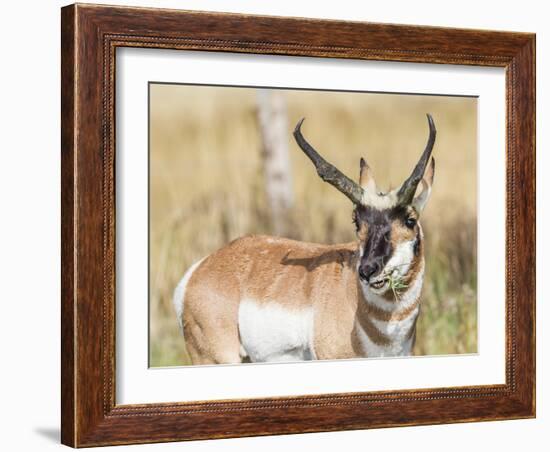 Wyoming, Sublette County, a Pronghorn Male Eating Forbes-Elizabeth Boehm-Framed Photographic Print