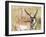 Wyoming, Sublette County, a Pronghorn Male Eating Forbes-Elizabeth Boehm-Framed Photographic Print