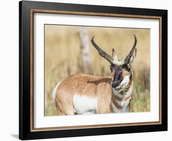 Wyoming, Sublette County, a Pronghorn Male Eating Forbes-Elizabeth Boehm-Framed Photographic Print