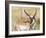 Wyoming, Sublette County, a Pronghorn Male Eating Forbes-Elizabeth Boehm-Framed Photographic Print