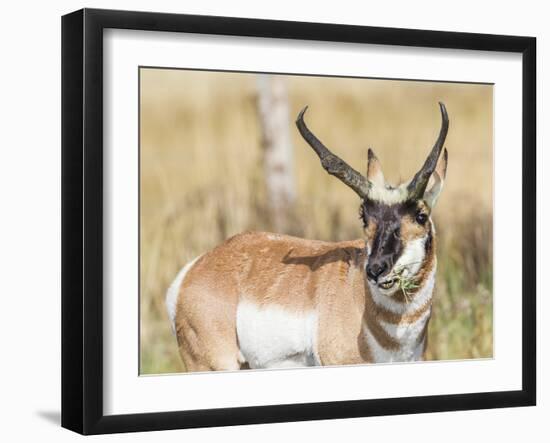 Wyoming, Sublette County, a Pronghorn Male Eating Forbes-Elizabeth Boehm-Framed Photographic Print