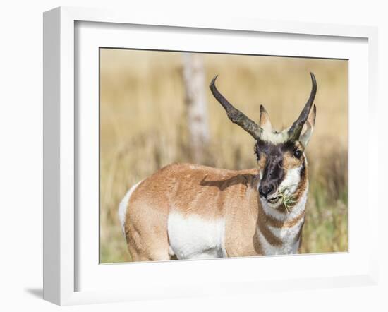 Wyoming, Sublette County, a Pronghorn Male Eating Forbes-Elizabeth Boehm-Framed Photographic Print