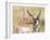 Wyoming, Sublette County, a Pronghorn Male Eating Forbes-Elizabeth Boehm-Framed Photographic Print