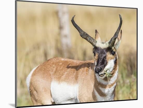 Wyoming, Sublette County, a Pronghorn Male Eating Forbes-Elizabeth Boehm-Mounted Photographic Print