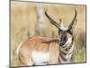 Wyoming, Sublette County, a Pronghorn Male Eating Forbes-Elizabeth Boehm-Mounted Photographic Print