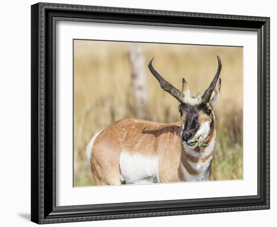 Wyoming, Sublette County, a Pronghorn Male Eating Forbes-Elizabeth Boehm-Framed Photographic Print