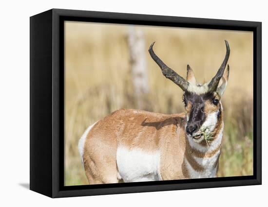 Wyoming, Sublette County, a Pronghorn Male Eating Forbes-Elizabeth Boehm-Framed Premier Image Canvas