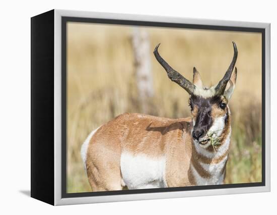 Wyoming, Sublette County, a Pronghorn Male Eating Forbes-Elizabeth Boehm-Framed Premier Image Canvas