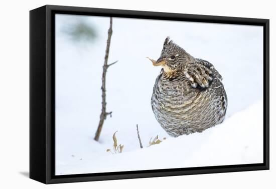 Wyoming, Sublette County, a Ruffed Grouse Eats a Dried Aspen Leaf in the Wintertime-Elizabeth Boehm-Framed Premier Image Canvas
