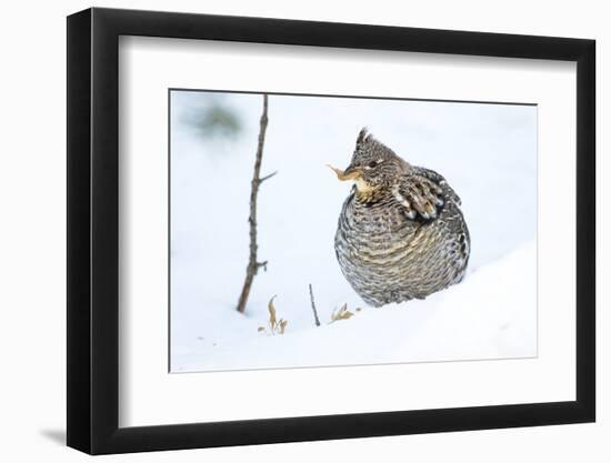 Wyoming, Sublette County, a Ruffed Grouse Eats a Dried Aspen Leaf in the Wintertime-Elizabeth Boehm-Framed Photographic Print
