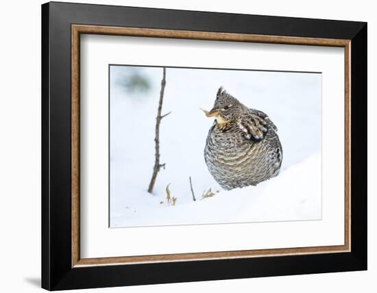 Wyoming, Sublette County, a Ruffed Grouse Eats a Dried Aspen Leaf in the Wintertime-Elizabeth Boehm-Framed Photographic Print