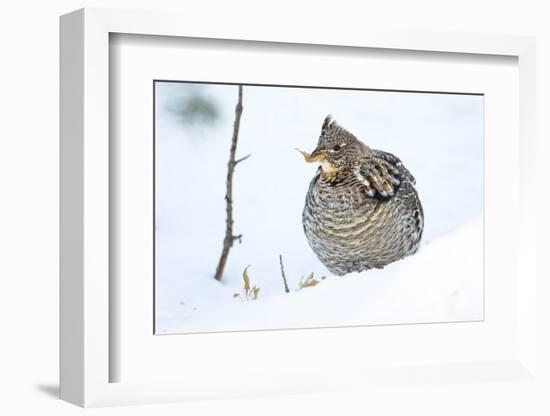 Wyoming, Sublette County, a Ruffed Grouse Eats a Dried Aspen Leaf in the Wintertime-Elizabeth Boehm-Framed Photographic Print