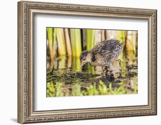 Wyoming, Sublette County, a Sora Chick Forages for Food in a Cattail Marsh-Elizabeth Boehm-Framed Photographic Print