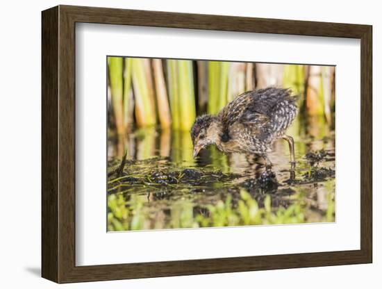 Wyoming, Sublette County, a Sora Chick Forages for Food in a Cattail Marsh-Elizabeth Boehm-Framed Photographic Print